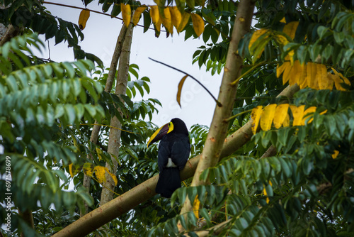 Chestnut-mandibled toucan (Ramphastos swainsonii) in Tortuguero National Park (Costa Rica) photo