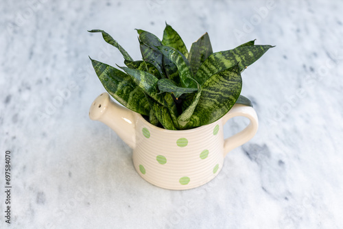 Dwarf sansevieria plant in ceramic kettle shap flower pot photo