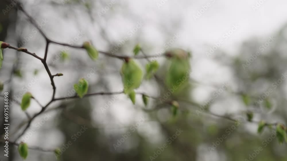 Slow motion first spring leaves on a tree Slow motion first spring leaves on a tree