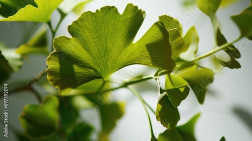 A detailed view of a plant with vibrant green leaves. Suitable for various nature-related projects