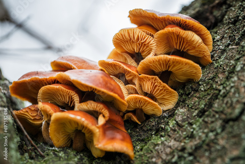 Mushrooms on tree bark and green moss after rain