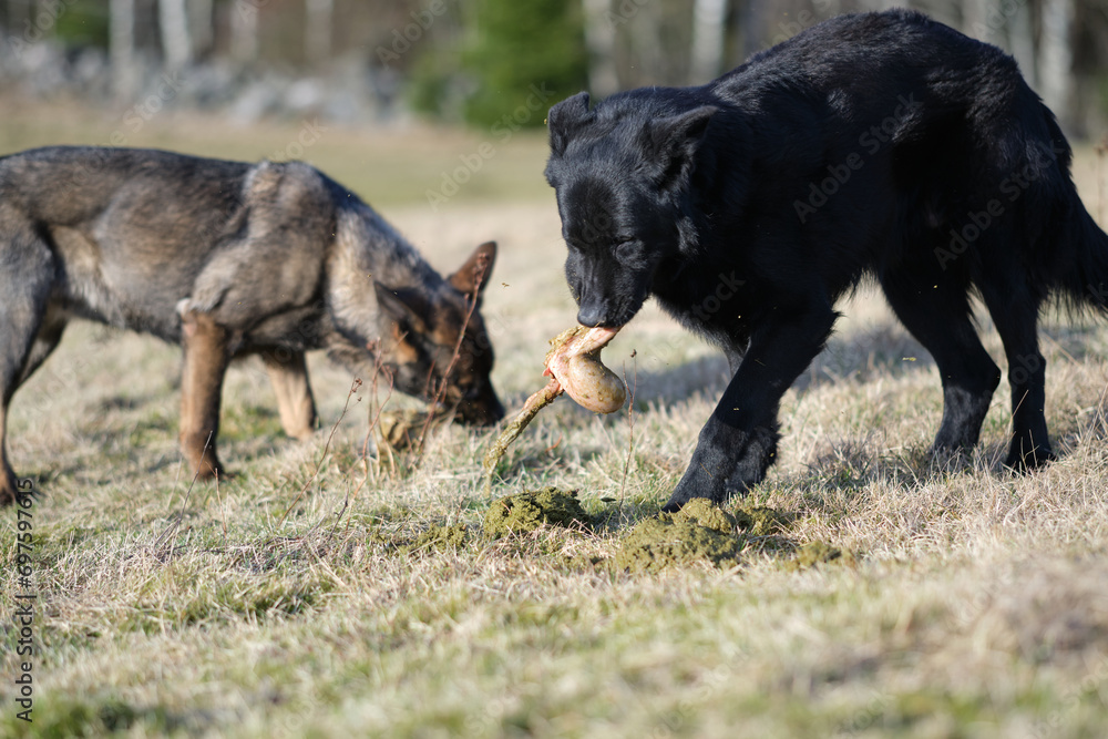 A black and a gray German Shepherd dog eat lamb offal in a meadow in Bredebolet in Skaraborg in Vaestra Goetaland in Sweden A black and a gray German Shepherd dog eat lamb offal in a meadow in Bredebolet in Skaraborg in Vaestra Goetaland in Sweden
