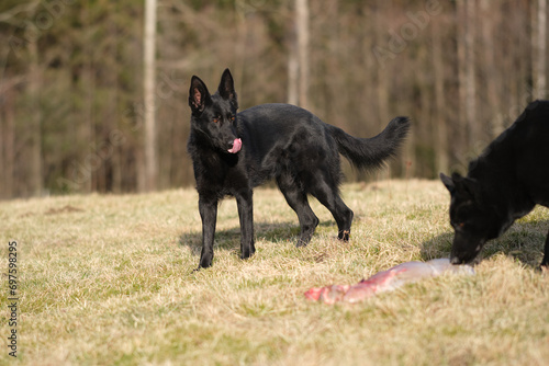 Two black German Shepherd dogs eat lamb offal in a meadow in Bredebolet in Skaraborg in Vaestra Goetaland in Sweden photo
