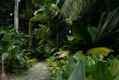 Road leading through a  tropical forest