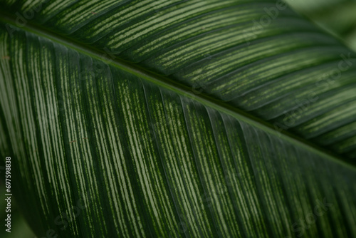 Close up of the tropical plant