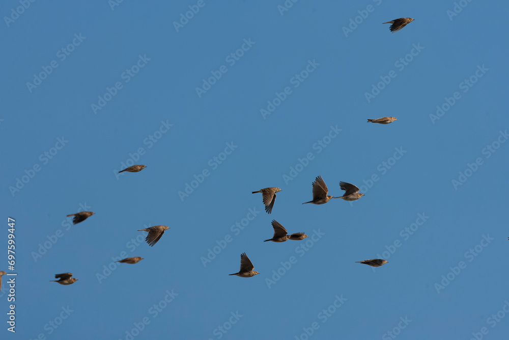 Eurasian Skylark, Alauda arvensis