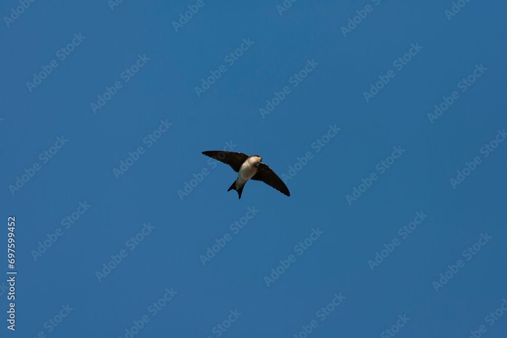 Common House Martin, Delichon urbicum Common House Martin, Delichon urbicum