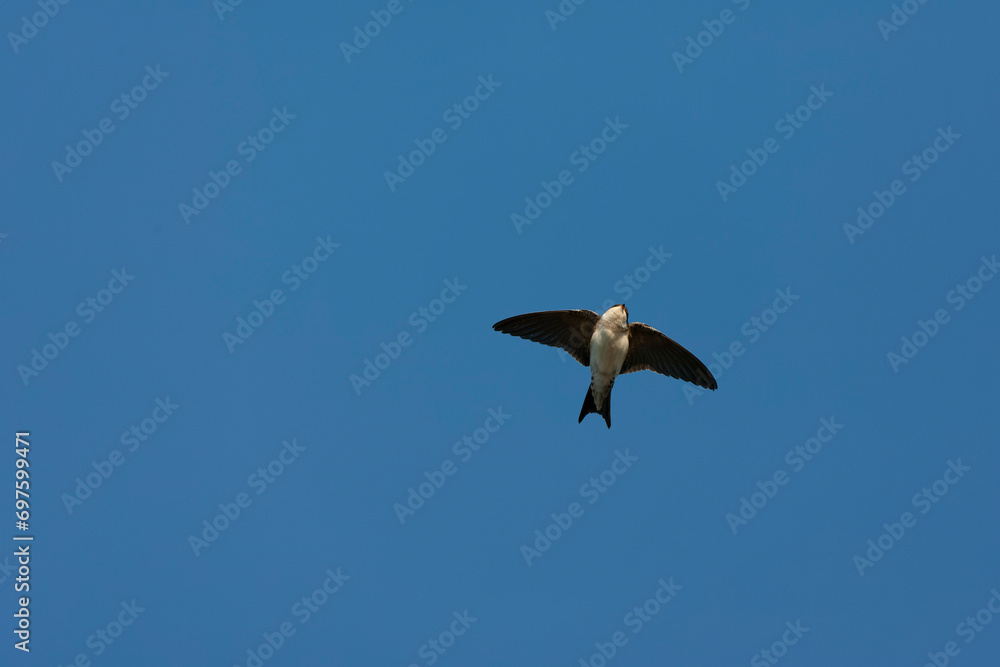 Common House Martin, Delichon urbicum Common House Martin, Delichon urbicum