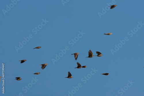 Obraz na płótnie Eurasian Skylark, Alauda arvensis w salonie