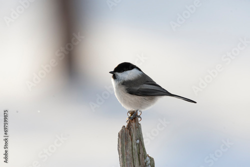 Willow Tit, Poecile montanus borealis photo