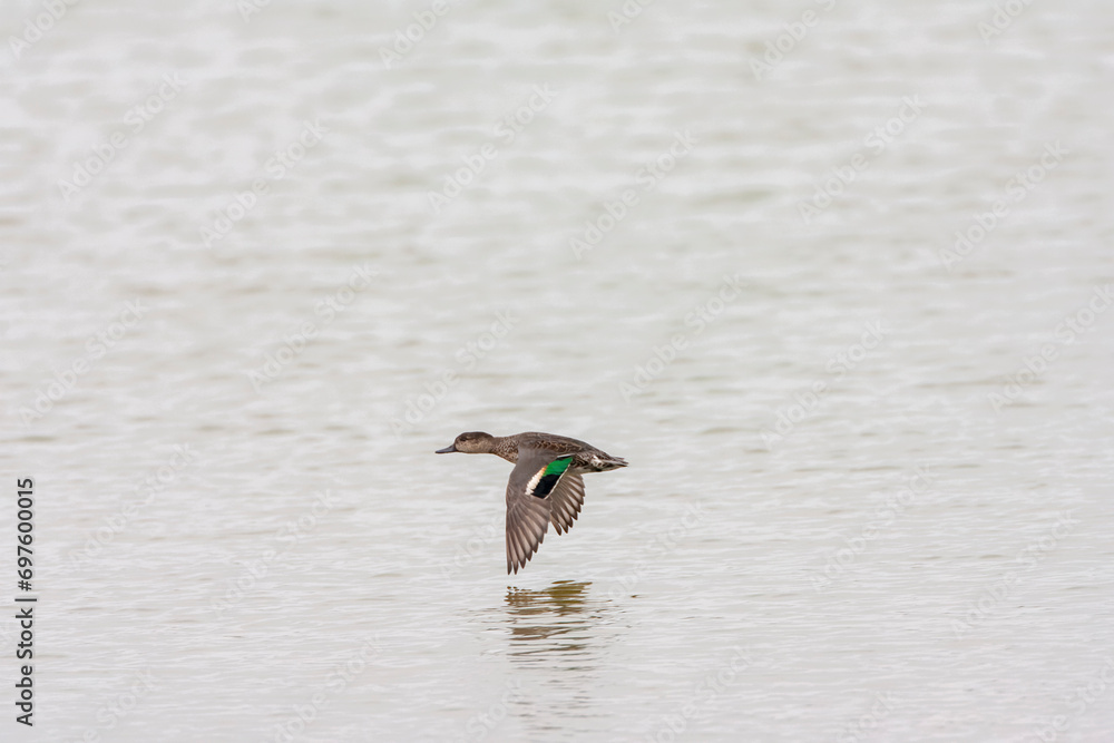 Obraz premium Eurasian Teal, Anas crecca