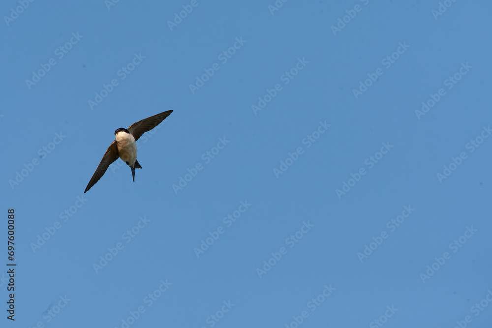 Common House Martin, Delichon urbicum Common House Martin, Delichon urbicum
