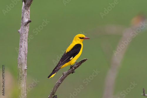 Male European Golden Oriole, Oriolus oriolus, perched in top of a tree in Hungary. © Marc