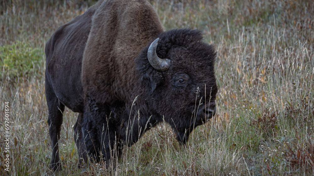 american bison in park