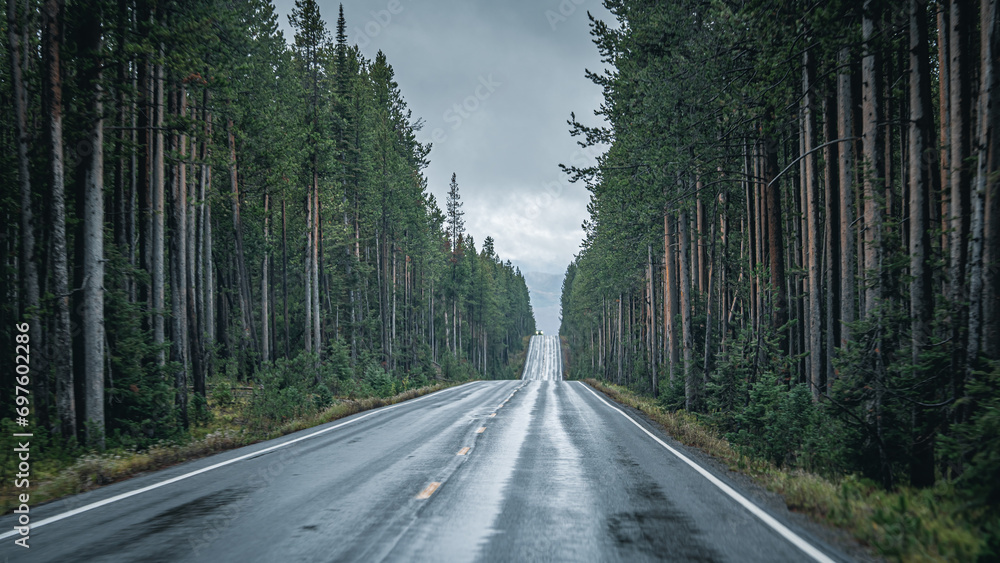 Naklejka premium road in the forest