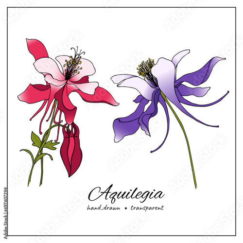 hand drawn Aquilegia flowers. Colored sketch of columbine flowers for botany books, articles, design, decoration photo