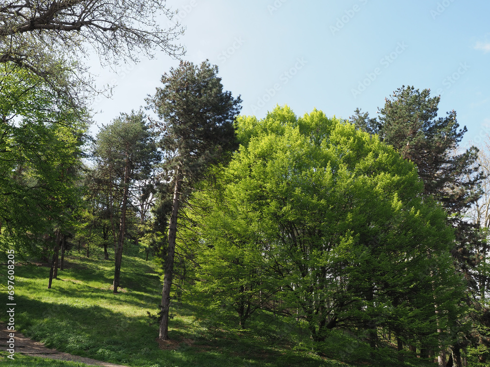 natural scene with trees background natural scene with trees background