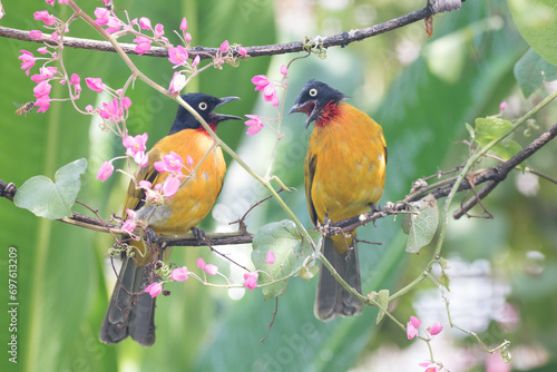 Pycnonotus melanicterus. While in English it is called Black-crested Bulbul photo