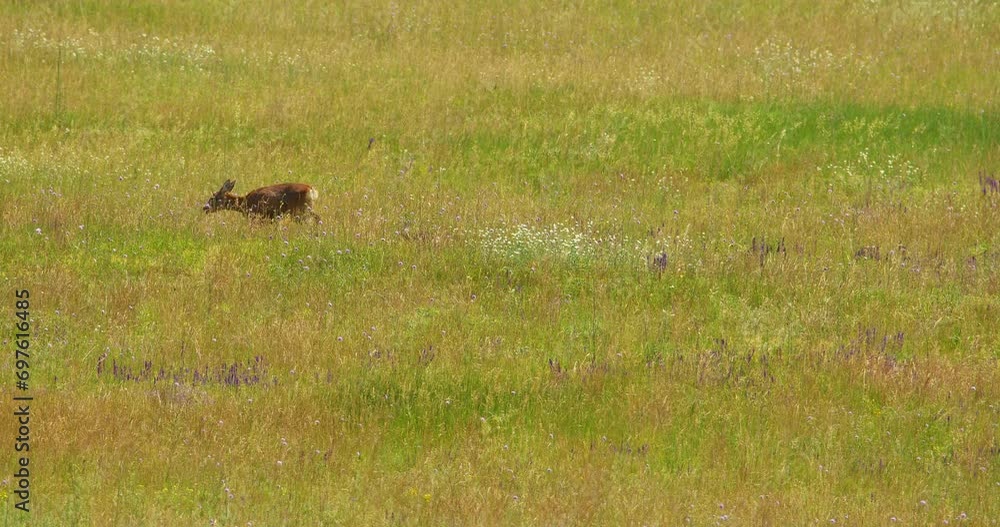 Nature scene of female roe deer walking through meadow and a fawn follow her Nature scene of female roe deer walking through meadow and a fawn follow her