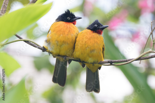 Pycnonotus melanicterus. While in English it is called Black-crested Bulbul photo