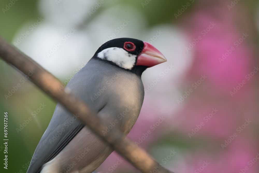 Obraz premium The Java sparrow (Padda oryzivora), also known as Java finch, Java rice sparrow or Java rice bird