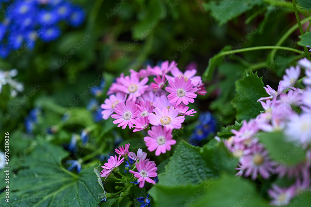 Bunch of Pink Flowers from Botanical Garden Ooty, Tamil Nadu Bunch of Pink Flowers from Botanical Garden Ooty, Tamil Nadu