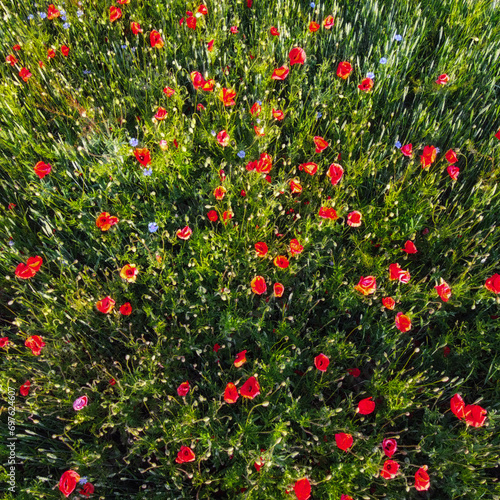 Red poppies on a wheat field on a sunny day, aerial view. Background.