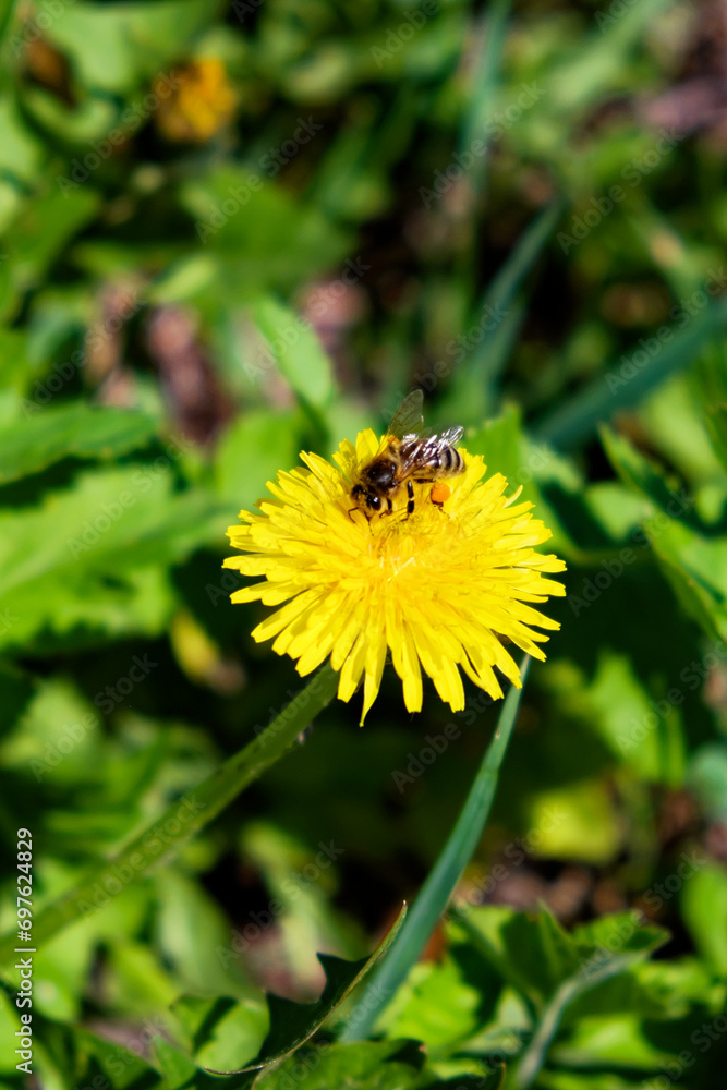 A bee is perched on a fully bloomed dandelion flower in a field, with green leaves forming the backdrop. A bee is perched on a fully bloomed dandelion flower in a field, with green leaves forming the backdrop.