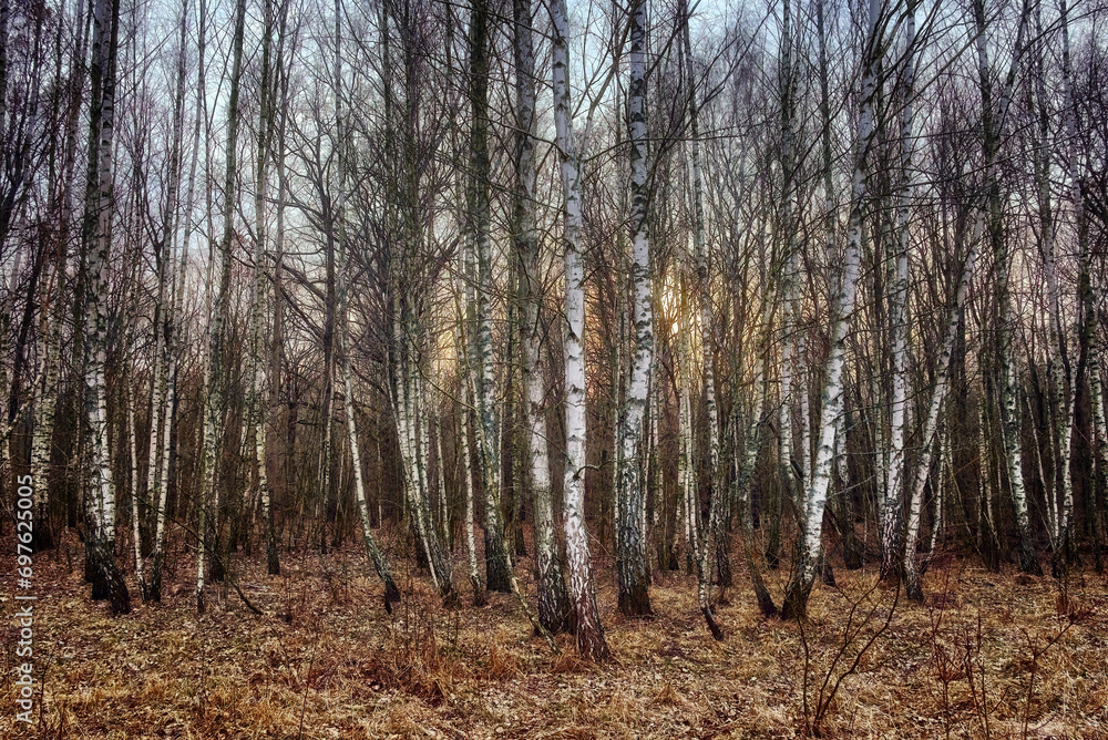 The photo captures a forest in autumn, white-barked trees standing amidst a carpet of fallen leaves. The photo captures a forest in autumn, white-barked trees standing amidst a carpet of fallen leaves.