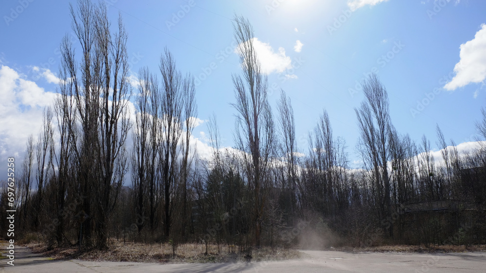 Landscape with dry trees and blue sky with white clouds in winter. Clouds of dust on Pripyat street. Trees on the street of an abandoned city in the Chernobyl radioactive exclusion zone. Ghost town.