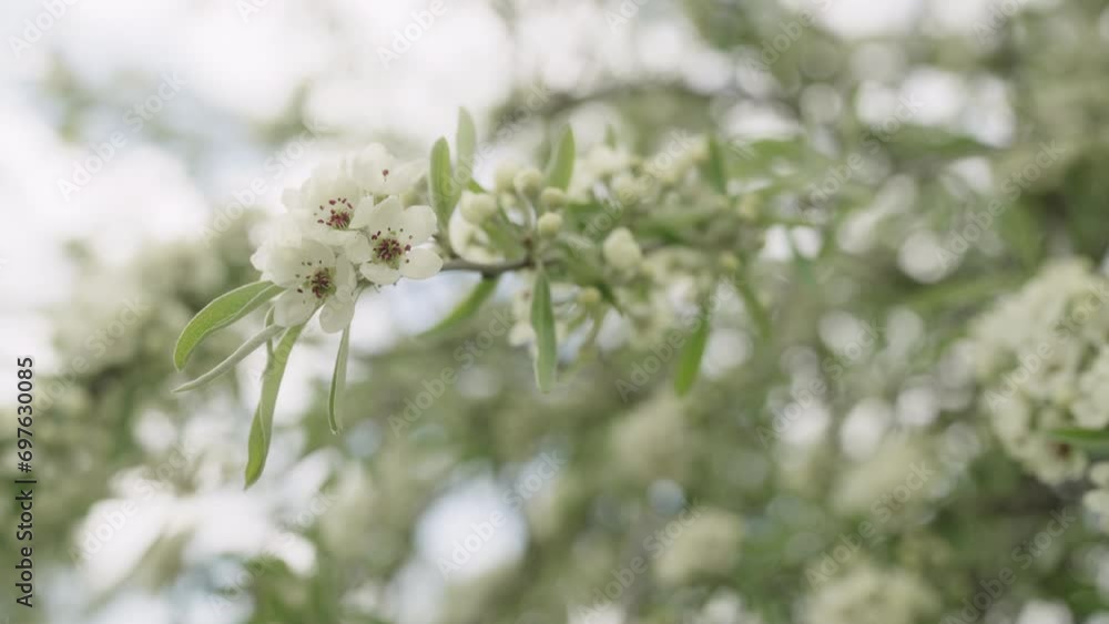 Slow motion closeup of willow pear blossom Slow motion closeup of willow pear blossom