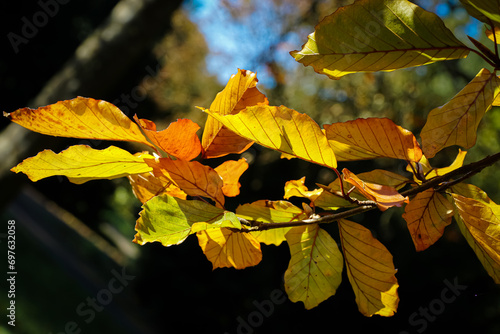 Herbstblätter im Gegenlicht