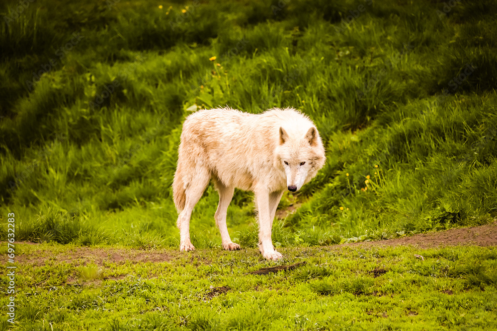 Obraz premium Weißer Hudson-Bay Wolf aus Kanada, Grauwolf, Arktis, 