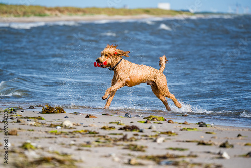 Fototapeta Naklejka Na Ścianę i Meble -  golden doodle running on the beach