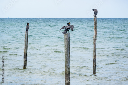 black birds sitting on sticks in the sea © Denis Feldmann