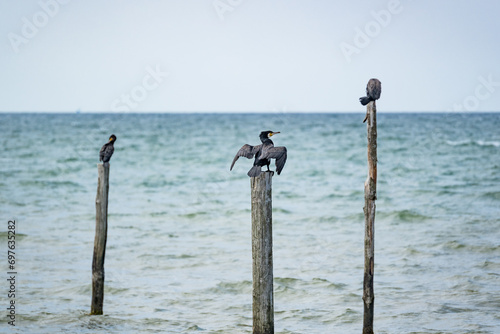 Photography black birds sitting on sticks in the water