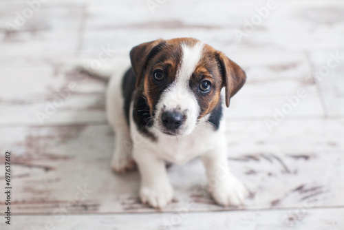 Cut puppy sitting on white floor