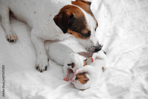 Fototapeta Naklejka Na Ścianę i Meble -  Mom Dog with newborn Puppy resting at bed