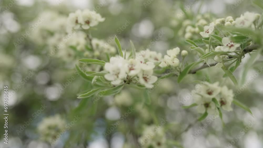 Slow motion closeup of willow pear blossom Slow motion closeup of willow pear blossom