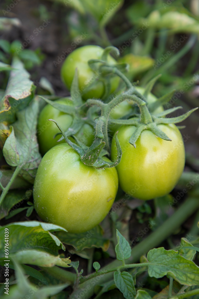 Raw green tomato in the vegetable garden tree Raw green tomato in the vegetable garden tree