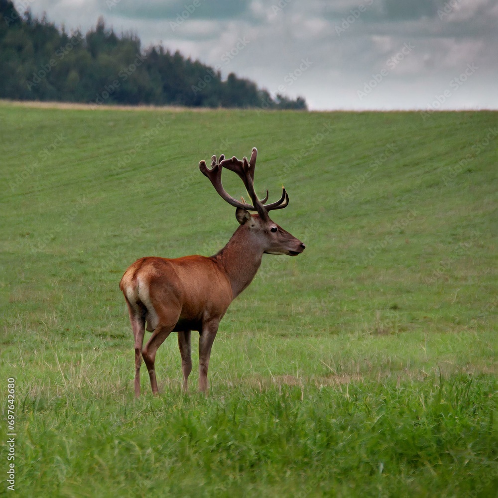 The wild deer will eat the green grass and the lion will try to hunt the deer The wild deer will eat the green grass and the lion will try to hunt the deer