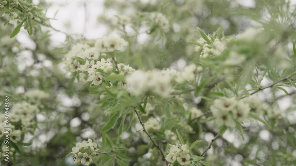 Slow motion closeup of willow pear blossom Slow motion closeup of willow pear blossom