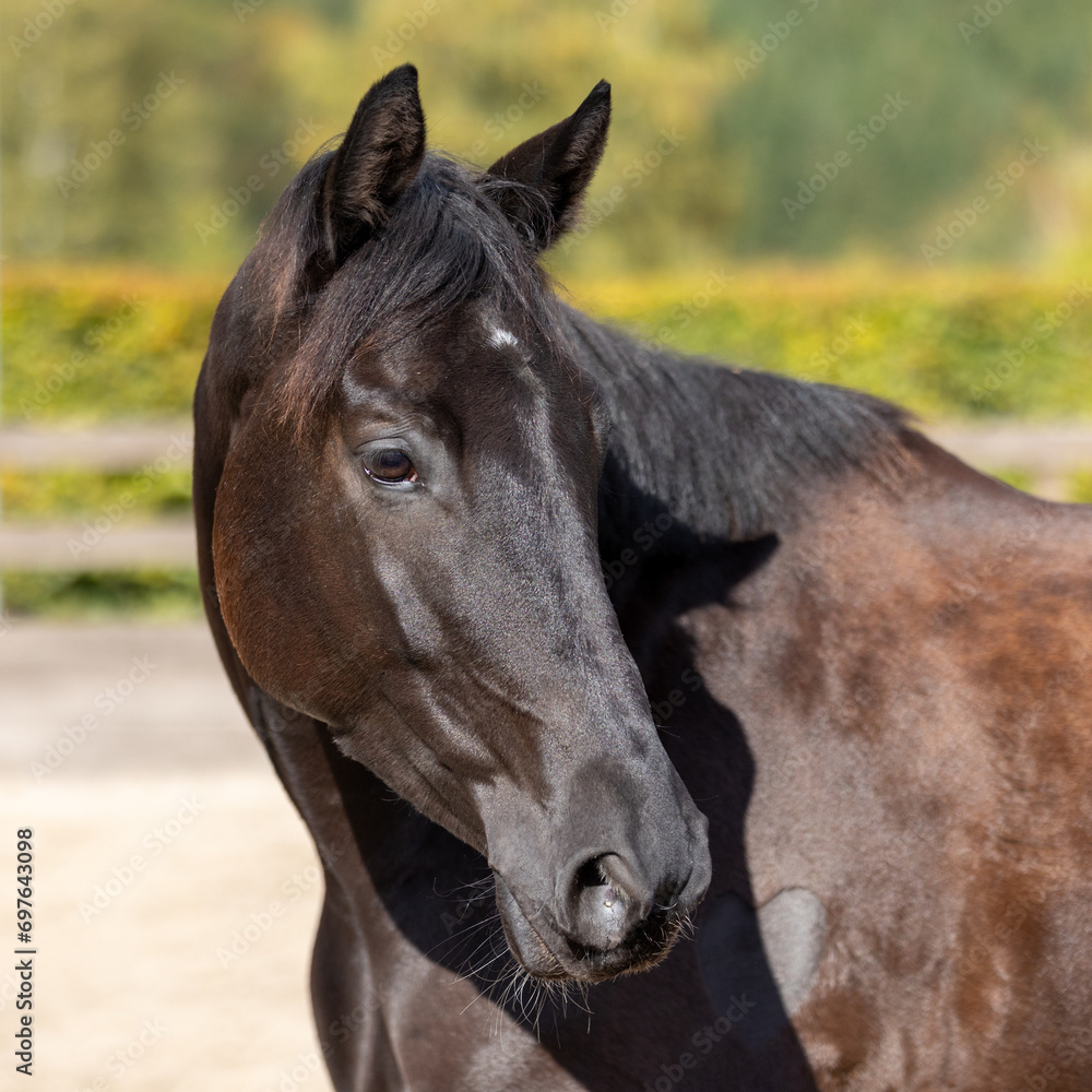 Horse black head portraits, horse attentive looking backwards..
