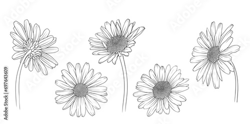 chamomile chrysanthemum and daisy back view in monochrome vector style, vector illustration for coloring book #697643609
