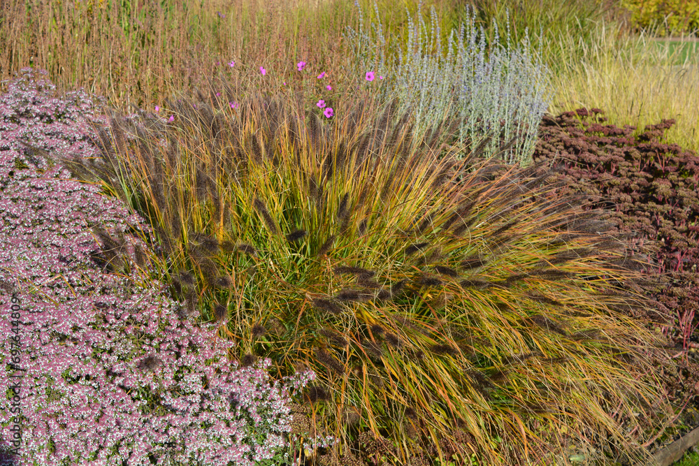 Mixed colourful flowerbed in Autumn with flowering grasses Mixed colourful flowerbed in Autumn with flowering grasses