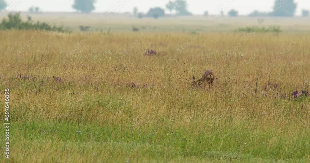 Female roe deer walk around graze on grass and windflowers Female roe deer walk around graze on grass and windflowers