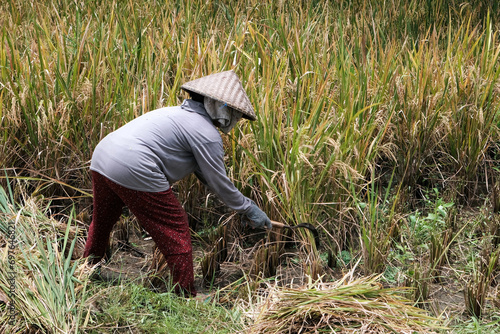 Balinese peasant woman harvests rice in a rice field on sunny day. Bali, Indonesia