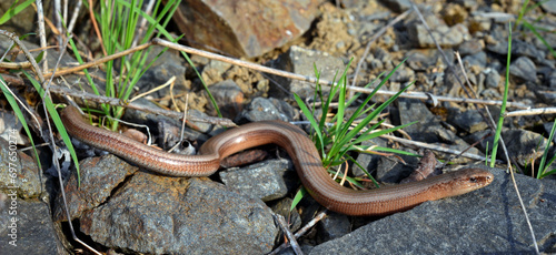 Obraz na płótnie Westliche Blindschleiche // Slow Worm (Anguis fragilis)