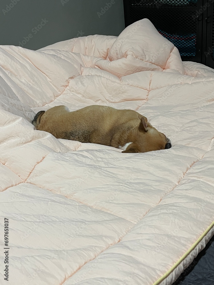 dog sleeping in bed