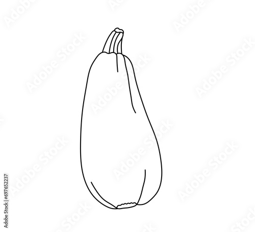 Vector isolated one single zucchini vegetable vertical  colorless black and white contour line easy drawing